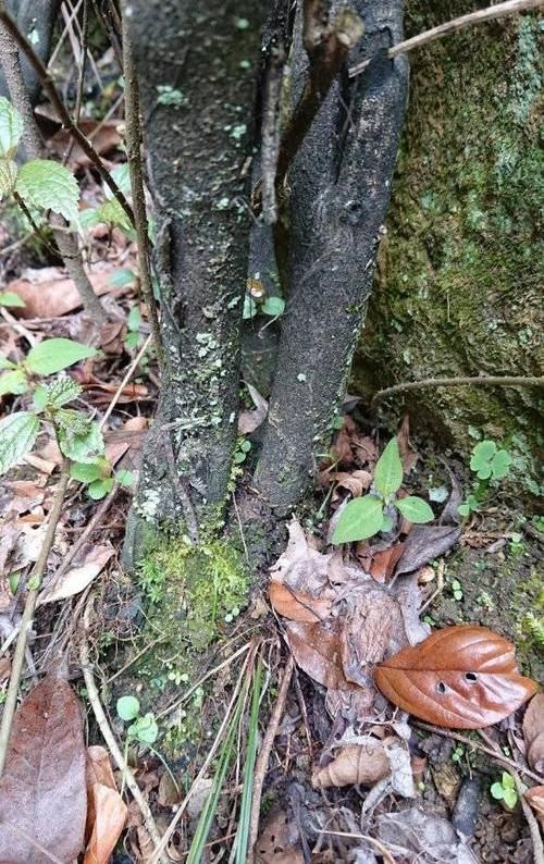  采挖■下山桩老鸦柿，夏天采挖最佳，20天即可生根，成活率90%以上