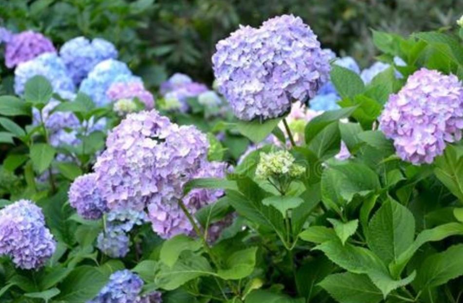  用偏酸性：绣球可以改变花色，只要做好这几件事，开出梦幻般的花朵