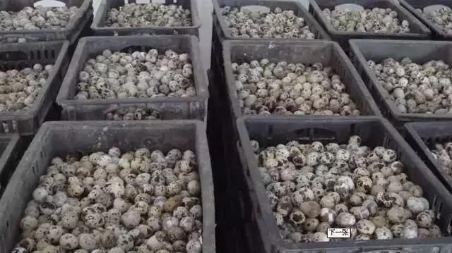  收益@农民养殖不到一斤重的它，每月纯收益40000多元