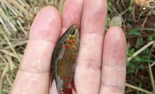 罗非鱼:这种鱼多在臭水沟、颜色鲜丽,且煮不烂,广州人叫做“花手巾”