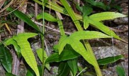  【名字】农村的一种野草，叫“金鸡脚”，有着独特的名字和惊人