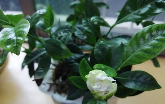 栀子花@家庭养栀子花,做好几个小细节,栀子花花期开花香又多