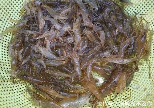 种河虾@曾经一捞就一大盆，常捞来给母猪吃了下奶，现在80元一斤