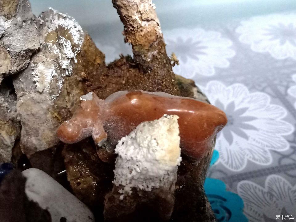 小山水盆景里的大千世界