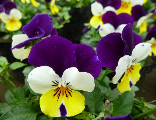  『小花』非常容易长爆盆的5种小花，懒人也能养出一片花海，霸占整个阳台