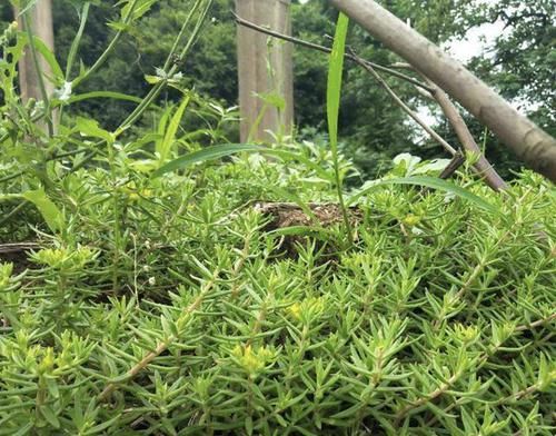  #观赏价值#在河岸，有1种“垂盆草”珍贵、奇特，挖1棵种起来，变值钱！