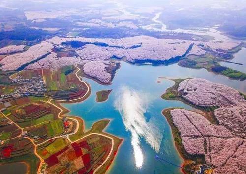 贵州私藏的人间仙境万亩樱花海，绝世美景震惊世界！