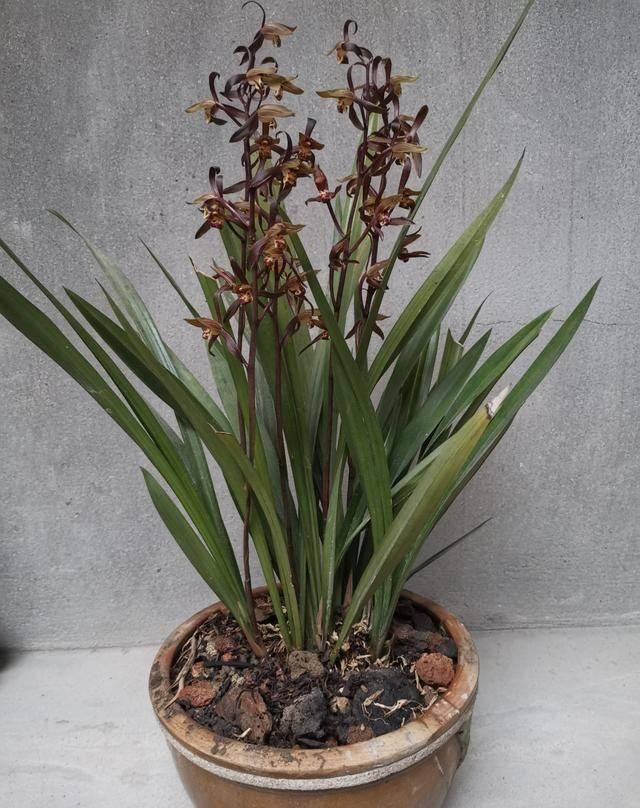  「植物」兰花的4个小“癖好”，满足它，就能开花不断！