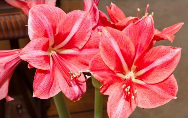 朱顶红:家养此款花卉,漂亮易爆盆,阳台变“花海”,越养越喜欢