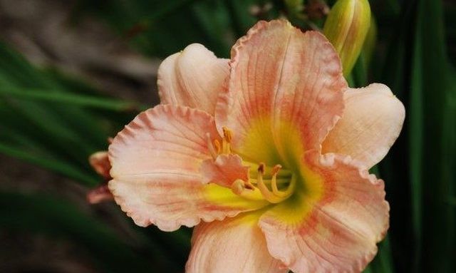  动人|这种盆栽花卉，开出百合一样的花朵，优雅动人、绚丽多彩！