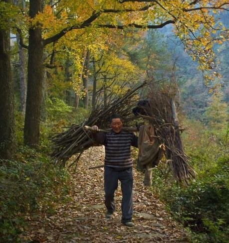 世界上最委屈的树，价值比紫檀木还高，在农村却被拿来当柴烧