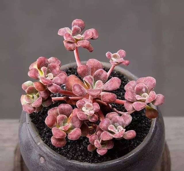 #属多肉植物#这些自带芳香的多肉植物，你一定喜欢