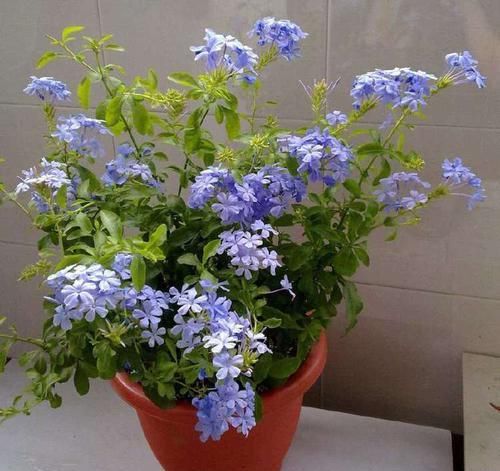 「春天」春天家里养这些花,花量大花期长,一盆开花四季,花朵美艳迷人