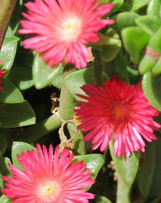  「玫瑰」喜欢玫瑰小队“精品玫瑰”的黑魔术，红色很深，醉意