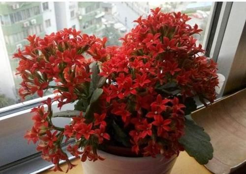  [家里]“待机超长”几种花，漂亮好养花量大，选1盆摆家里，天天似春