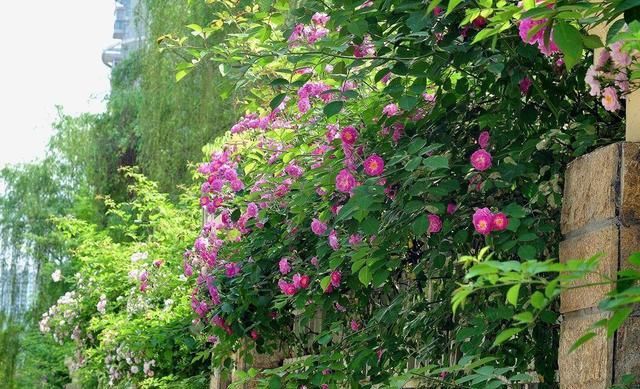  #栀子花#太聪明了！开春养了这几种花，满屋子花香太享受了
