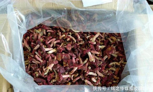  红菇■一斤超1000元，有人吃不起，有人不敢吃，市场缺口很大