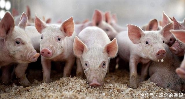 猪价已破十元大关，养猪户：价格再高也没用，猪场却一头猪也没有