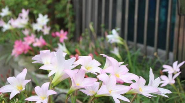  「室外」风雨兰开花没达到“预期效果”，放在室外淋淋雨，花苞立马窜出来