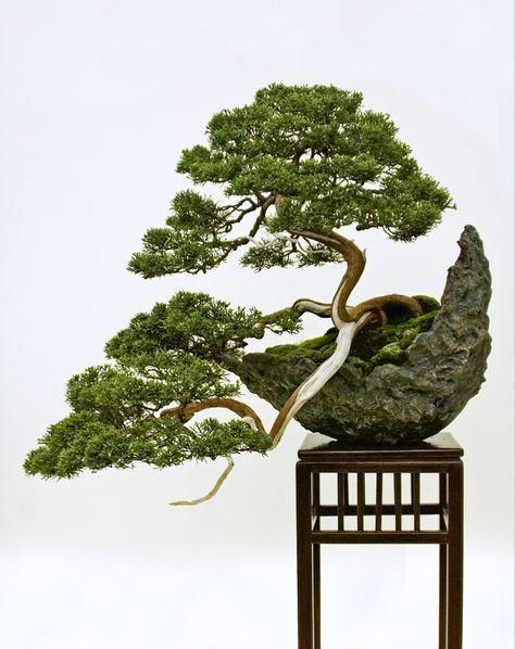 60例盆景树种，总有属于你的那棵（建议收藏）