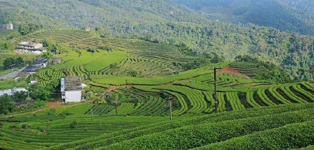  风景：茶山风景无限美！茶山的美让我们心动！