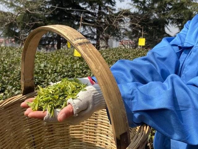  『春茶』时隔六年，正宗崂山明前茶来了！春茶刚开采已定出三成