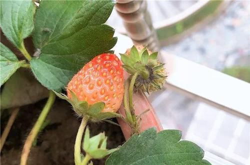  「增加光照」这水果太贵了，吃完留下核，还能种盆栽！