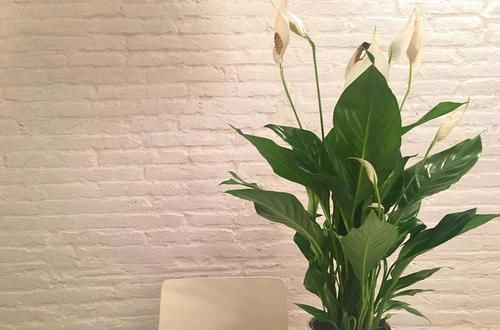  『家里』农历新年家里很适合摆的一些观赏植物，红红火火过鼠年