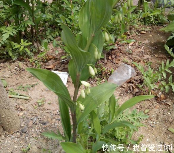 20年前都拿去喂猪，如今一棵300元，价值珍贵成男人最爱