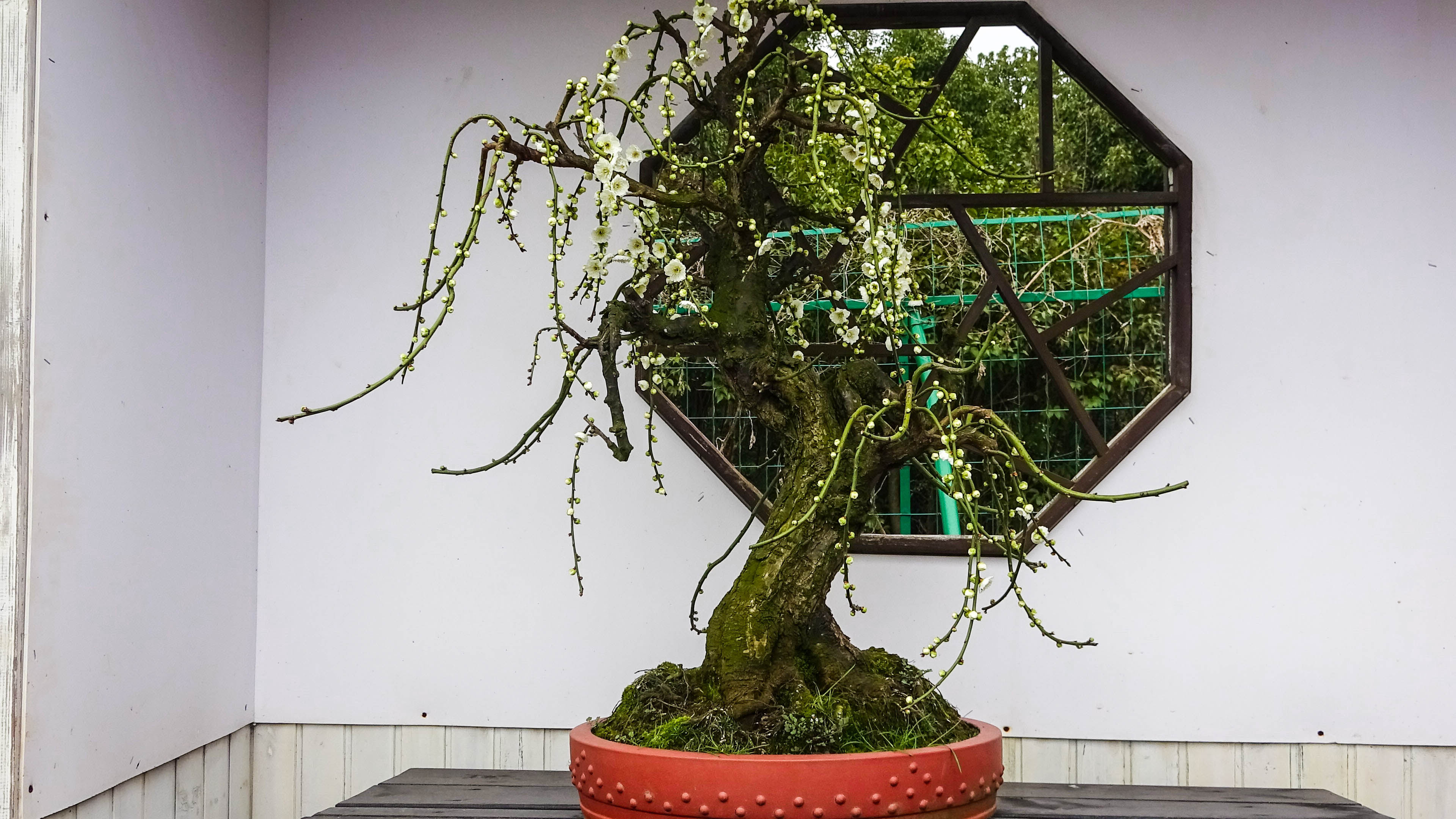 2019，梅花盆景-摄于苏州香雪海景区