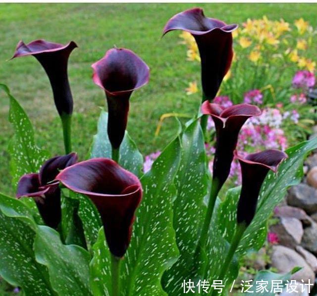  【狄特】美神阿弗洛狄特都嫉妒的马蹄莲，既是纯洁秀挺，又是多彩艳丽