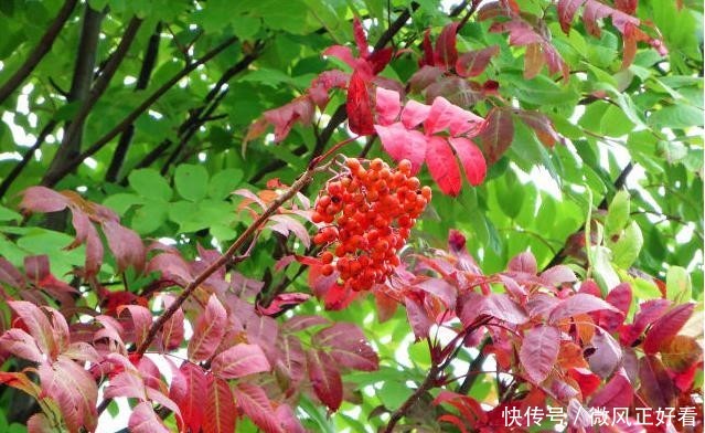  [雷电]七度灶是花亦是果，雷电树坚固不懈心