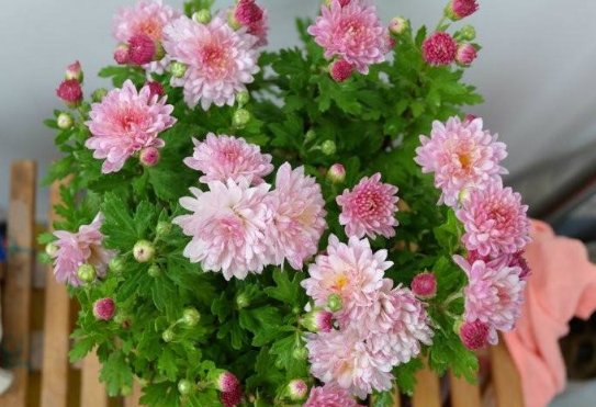  #名流千秋#养花就养款傲菊花，晓妆方罢，妖艳妖娆，花瓣重重叠叠，花姿妖艳