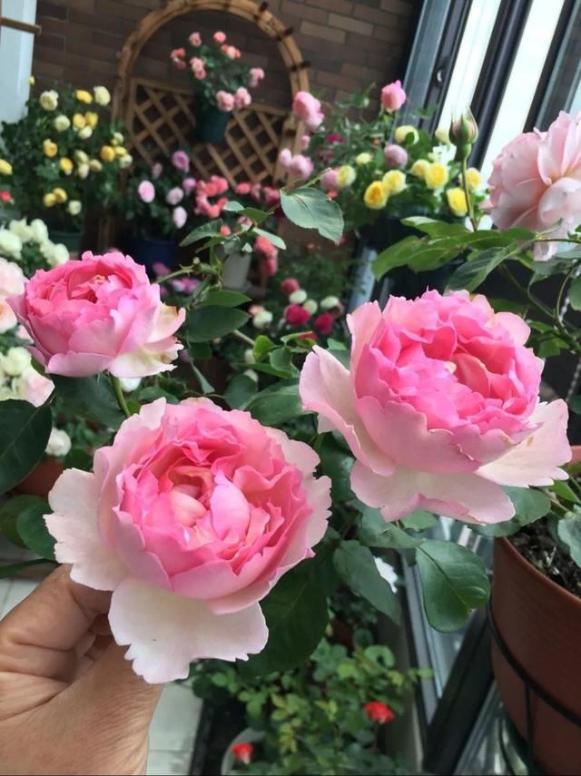 「球老师爱吃薄荷冰淇」封闭阳台养花,防盗窗有大用,1平米也能变花园!