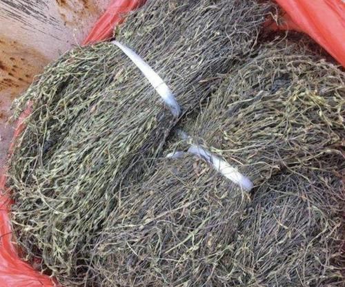  #殊不知#个头小的“1种草”，少有人见到，殊不知是“药材”，上百1斤