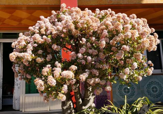 『充足』3年的玉树开花了,好兆头,玉树这样养,也能开花上千朵,美死了