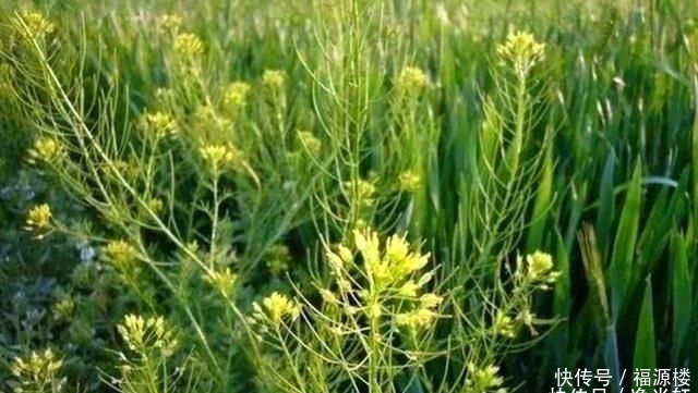  除掉■农村麦田的野草，农民看到就除掉，却不知它们浑身都是宝