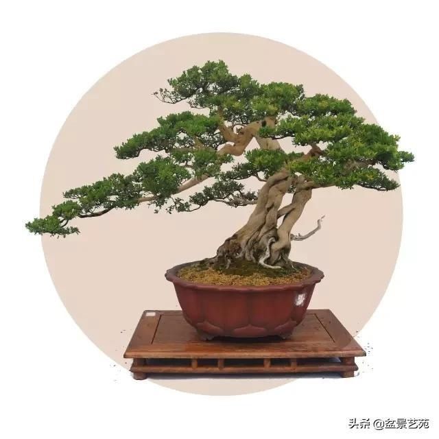  「成寸」盆景百态，缩地成寸