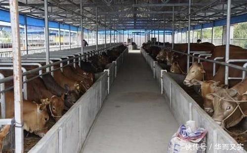  #利润#养10头牛能够赚5万，为何养100头牛，利润远远低于50万？