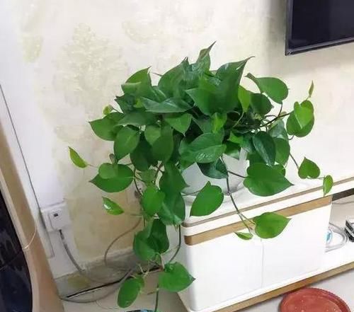『平时』绿萝吊兰黄叶烦人?平时喂点酒,学会3点养护,让它们越长越旺盛