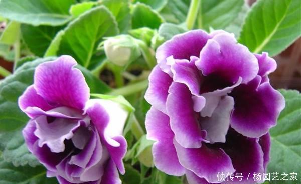 『艳丽』喜欢在家中养护花卉,就选花期长,花色艳丽的3种花卉,值得拥有