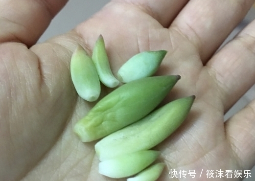 「以用来扦插」养了5年的千佛手,是该修整一下,剪下来枝条叶片可以扦插叶插