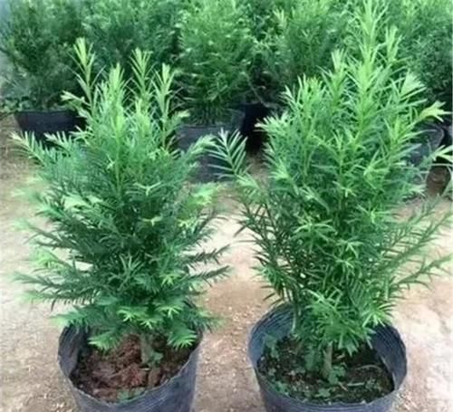『红豆杉』“红豆杉”天然珍稀抗癌植物,养护它要有耐心。