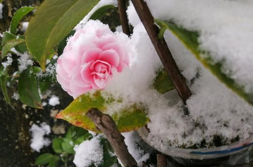 『找到』茶花和茶梅傻傻分不清?7个方法,分分钟找到不同点