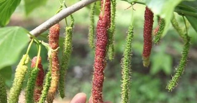  收益@农民种植它，亩收益一年近10万，却很少人愿意种，这是为啥？