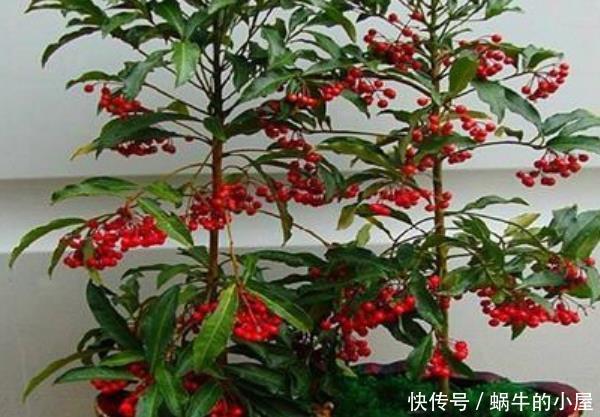  『随便』这4种“盆栽”，客厅随便养，尤其是最后一种，寓意“招财”！