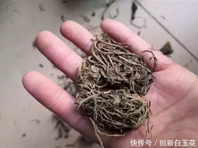  碰到■一种植物，山坡里很常见，碰到把根挖出来，晒干后10元一