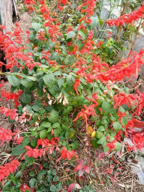 #养护#绿化带大片小红花,小时候总摘来吃花蜜,原来自家阳台就能种一盆