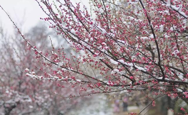  【花中】爱养花的你，知道花中四君子吗？养过梅兰竹菊吗？