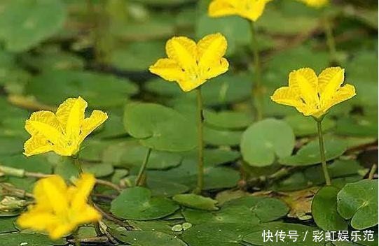 #恩惠#金黄小花立水上,柔情恩惠荇菜语
